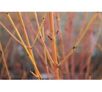Cornus sang. midwinter Fire' - Cornouiller rouge 60- 80 cm conteneur