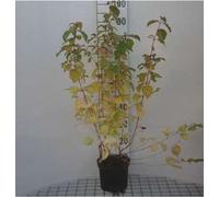 Cornus sang. 'Midwinter Fire' - Roter Hartriegel 40- 50 cm Container