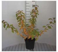 Cornus sang. 'Winter Beauty' ('w. flame') - Cornouiller 40- 60 cm Conteneur