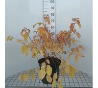 Cornus sang. winter Beauty' ('w. flame') - Cornouiller 50- 60 cm conteneur
