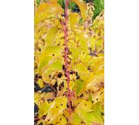 Cornus sanguinea 'Midwinter Fire' / Cornouiller sanguin à bois orange/Conteneur de 3 à 4 litres