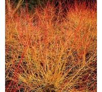 Cornus Winter Beauty - Arbuste d'ornement caduc prêt à planter