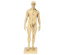 Corps de Mannequin, Mannequin de Dessin de Corps Humain en Résine, Modèle de Muscle Humain D'artiste D'articulations Flexibles, Modèle D'anatomie du Corps Masculin, pour L'art,