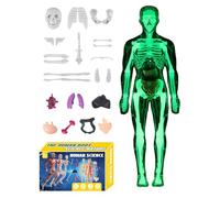 Corps humain - 11 x 22 pouces d'anatomie humaine, squelette anatomique d'apprentissage, outils d'aide pédagogique pour la science | Outils d'aide pour