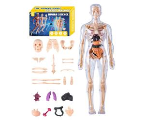 Corps humain clair - Kit scientifique transparent éducatif | Anatomy Learning Multifonction Organiseur d'affichage Aide à l'enseignement pour les étudiants enseignants