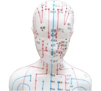 Corps Humain Féminin Méridien Du Corps Entier Et Point D'acupuncture Modèle D'enseignement Et D'apprentissage Lettrage Haute Définition Couleur Ultra-clair Médecine Traditionnelle Chinoise