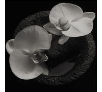 Corpse Flower Vinyle