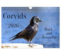Corvids - Black and Beautiful (Wall Calendar 2026 DIN A4 landscape), CALVENDO 12 Month Wall Calendar: Corvids - birds in close-ups