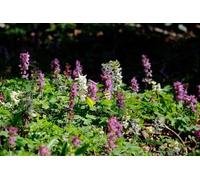 Corydalis solida, vivace