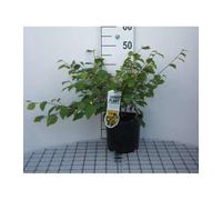 Corylopsis pauciflora - Corylopsis À Petites Fleurs, Faux Noisetier 30-40 cm en pot