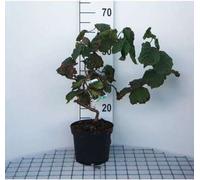 Corylus av. 'Contorta' - Noisette en tire-bouchon conteneur 60- 80 cm