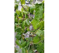 Corylus avellana 'Contorta' / Noisetier tortueux vert/Conteneur de 1 à 1.9 litres/Touffe