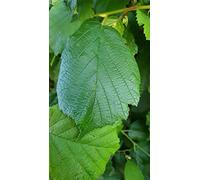 Corylus avellana/Noisetier commun/Conteneur de 2 à 2.9 litres/Touffe