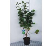 Corylus avellana - Noisetier Commun, Coudrier 60- 80 cm en pot