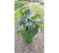 Corylus avellana/Noisetier commun ou coudrier/Conteneur de 3 à 4 litres