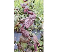 Corylus avellana 'Red Majestic'® / Noisetier tortueux pourpre/Conteneur de 3 à 4 litres/Touffe
