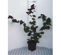 Corylus hybr. 'Red Majestic'® - Noisetier Tortueux Rouge, Noisetier Tortillard Rouge 40-60 cm en pot