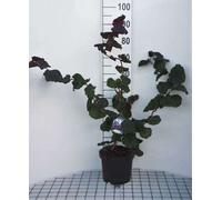 Corylus hybr. 'Red Majestic'® - Noisette en tire-bouchon conteneur 40- 60 cm
