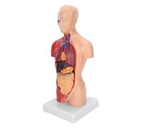 Cosiki Assemblage Anatomique de Modèle de Torse Humain de 28 Cm avec Organes Détachables pour l'enseignement des Fournitures Scientifiques