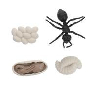 COSMEVIVI Modèle Réaliste Cycle De Vie des Fourmis Ouvrières Jouet Éducatif Cognitif Plastique pour Garçon Fille Apprentissage Nature Jeux Insectes