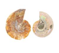 COSMOBETTY 2 Pièces Spécimen de Fossile Ammonite pour Décoration de Table et Échantillon Pédagogique en Fossile, pour Enseignement en Laboratoire ou Maison