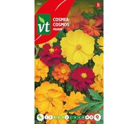 Cosmos Polidor Graines - Fleurs semi-doubles dans des coloris éclatants