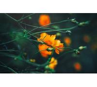 Cosmos - Puzzle de 5000 pièces pour Adultes - Jeu de Puzzle Classique à Monter soi-même - Anti-Stress - 14 Ans et Plus
