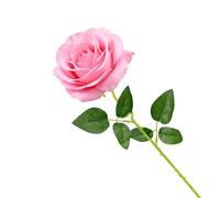 Cosswe Rose Éternelle, Fleur Artificielle en Soie Élégante - Cadeau Romantique pour Saint Valentin, Fête des Mères, Noël, Anniversaire - Décorative pour Salon, Mariage, Cérémonie (Rose)