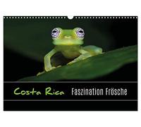 Costa Rica - Faszination Frösche (Wandkalender 2026 DIN A3 quer), CALVENDO Monatskalender: Makroaufnahmen von Fröschen aus Costa Rica