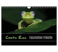 Costa Rica - Faszination Frösche (Wandkalender 2026 DIN A4 quer), CALVENDO Monatskalender: Makroaufnahmen von Fröschen aus Costa Rica