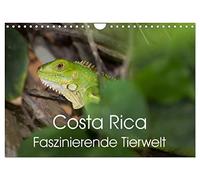 Costa Rica. Faszinierende Tierwelt (Wandkalender 2026 DIN A4 quer), CALVENDO Monatskalender: Eindrucksvolle Aufnahmen von der einzigartigen Tierwelt Costa Ricas