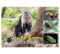 Costa Rica - Tropische Tierwelt (Wandkalender 2026 DIN A2 quer), CALVENDO Monatskalender: Exotische Tiere aus dem Regenwald
