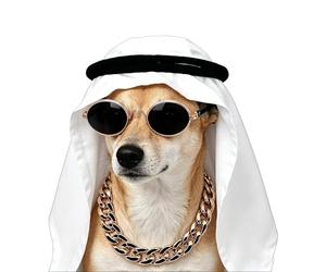 Costumes d'Halloween pour chiens | Vêtements de cosplay arabes pour chiots, couvre-chef du Moyen-Orient pour animaux de compagnie, amoureux des animaux, vacances, services photographiques, voyages