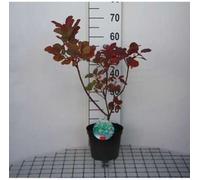 Cotinus cogg. 'Old Fashioned'® - Arbuste à perruque Conteneur 40- 60 cm