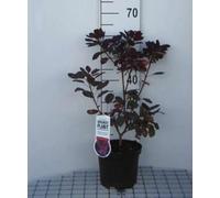 Cotinus cogg. 'Royal Purple' - Arbre À Perruque Pourpre, Fustet, 40-60 cm en pot