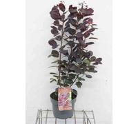 Cotinus cogg. 'Royal Purple' - Cotin rouge à perruque 50- 60 cm conteneur