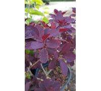 Cotinus coggygria 'Royal Purple' / Arbre à perruque/Conteneur de 7 à 10 litres