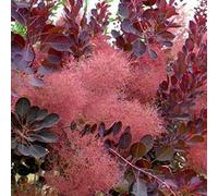 Cotinus Coggygria 'Royal Purple'- Arbre à perruque 'Royal purple' 40-60 cm en conteneur