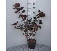 Cotinus dummeri 'Grace' - Arbuste à perruque Grace conteneur 40- 60 cm