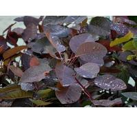 Cotinus dummeri 'Grace' - Arbuste à perruque Grace conteneur 60- 80 cm