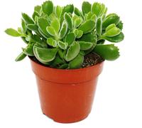 Cotyledon tomentosa "Green Footprint" - Empreintes vertes - Plante à pattes d'ours - Succulente - en pot de 12cm
