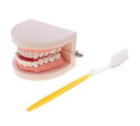 CoudarTitie Modèle Bouche Humaine 2X Dents Langue Aide Apprentissage Dispositif Enseignement Accessoire Oral Fonction Amovible PVC Adapté Formation Étudiants