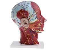 CoudarTitie Section Médiane D'un Kit de Modèle de et de Muscle Superficiel de La Tête et Du Cou Humains à L'échelle 1:1