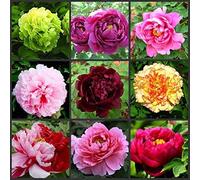 Couleur Shopvise Double mixte Pivoine Graines 50Pcs