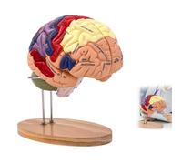 Couleurs Modèle d'enseignement du Cerveau Humain élargi Modèle 4 Parties avec des étiquettes de Base 50 Modèles de Cerveau anatomiquement précis pour la psychologie