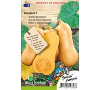 Courge Butternut Hercules F1 Graines - Légumes ou plantes à fruits - Environ 15 Graines | SG0726