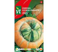 Courge Chapeau Turc Graines - Environ 2 gr | VT_575