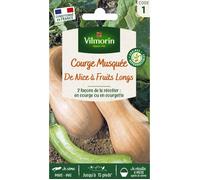 Courge de Nice à fruit long - VILMORIN - Variété traditionnelle très productive