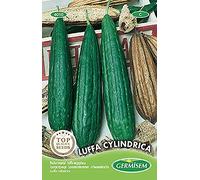 Courge Éponge Luffa