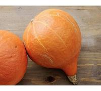 Courge géante"Uchiki Kuri" - type Hokkaido - graines